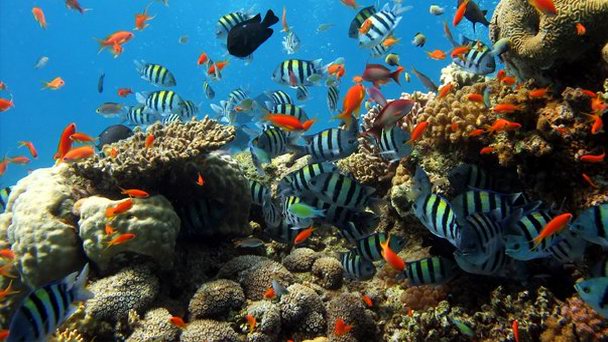 Риф Careless Reef в Хургаде Риф Careless Reef в Хургаде