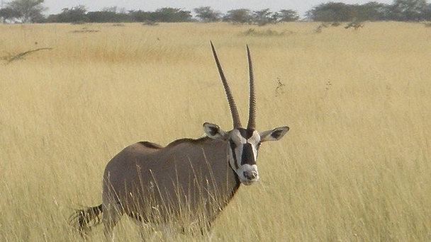 Национальный парк Аваш в Аддис-Абебе Национальный парк Аваш в Аддис-Абебе