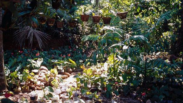 Сад специй в Матале в Дамбулле