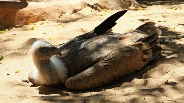 Парк орлов на Канарских островах