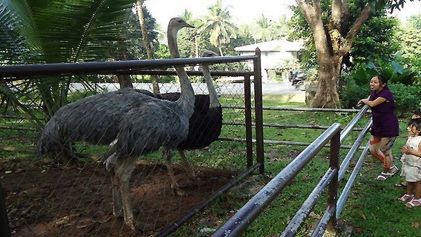Парк страусов Кэшу в Лаковии в Кингстоне Парк страусов Кэшу в Лаковии в Кингстоне