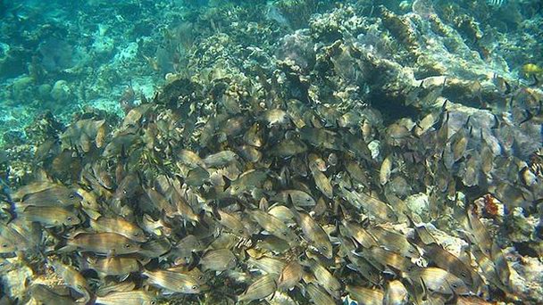 Национальный парк «Риф Пуэрто-Морелос» в Канкуне