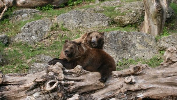 Зоопарк Хельбрунн в Зальцбурге