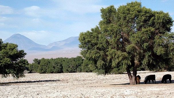 Оазис Матийа в Икике Оазис Матийа в Икике