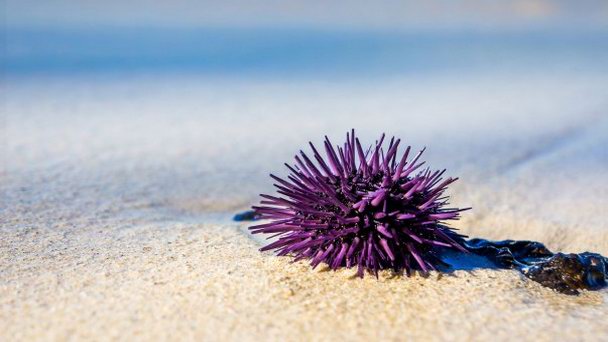 Олений остров (Ile aux Cerfs) Маврикие Олений остров (Ile aux Cerfs) Маврикие