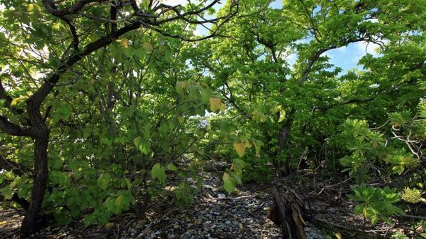 Остров Риф-Флэт на о-вах Лайне Остров Риф-Флэт на о-вах Лайне