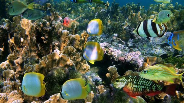 Морской заповедник Гладден-Спит в Белизе