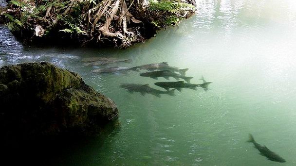 Пещера рыб в Мей-Хонг-Соне