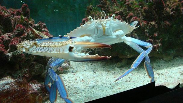 Аквариум Эль Гуны в Эль Гуне