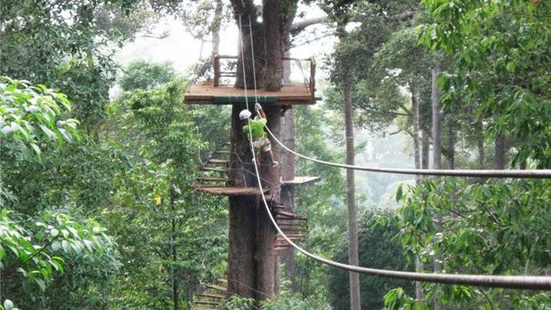 Трасса «Полет гиббона: приключения в кронах деревьев» в Чианг Маи