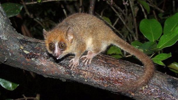 Лес Зенаво в Форт Дауфине Лес Зенаво в Форт Дауфине