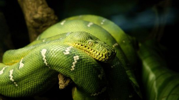 Зоопарк Терра Натура в Коста Бланке