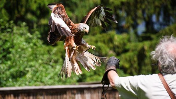 Парк хищных птиц в Инсбруке