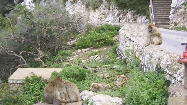 Царство обезьян (Логово обезьян) на Гибралтаре Царство обезьян (Логово обезьян) на Гибралтаре