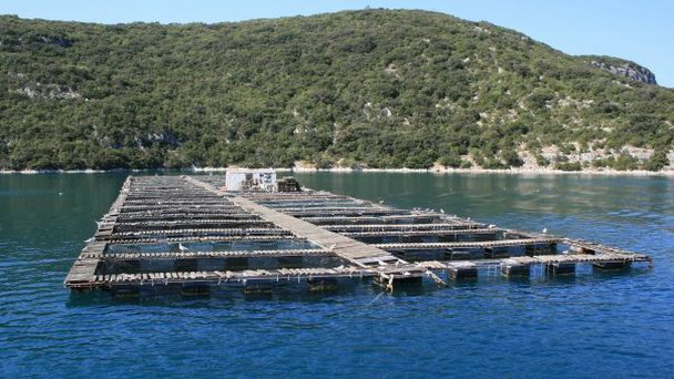 Плантация устриц на п-ове Истрия