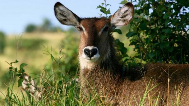 Shimba Hills Nature Reserve в Момбасе