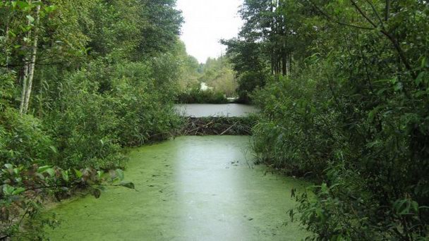 Национальный Припятский парк в Гомельской области