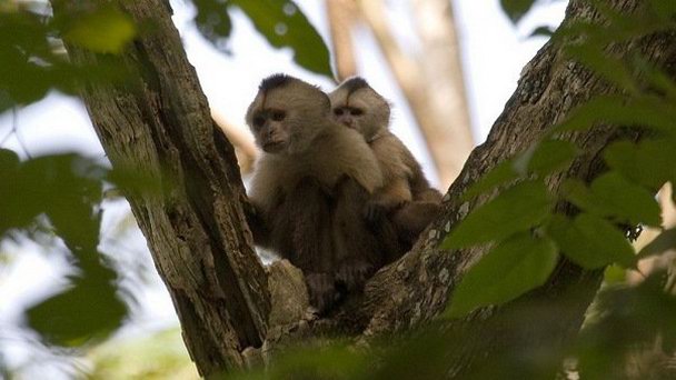 Парк Качамай в Пуэрто-Ордасе