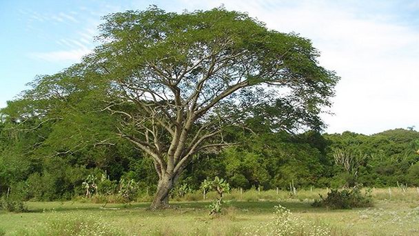 Городской парк Нитероя в Рио-де-Жанейро
