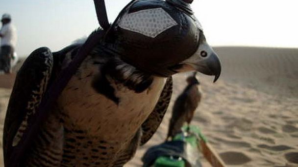 Cоколиный центр Royal Shaheen Events в Дубае