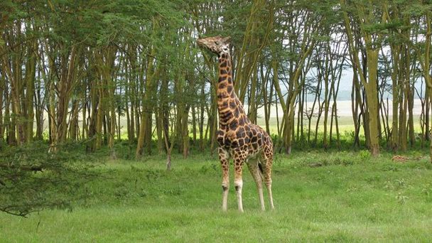 Национальный парк озера Накуру