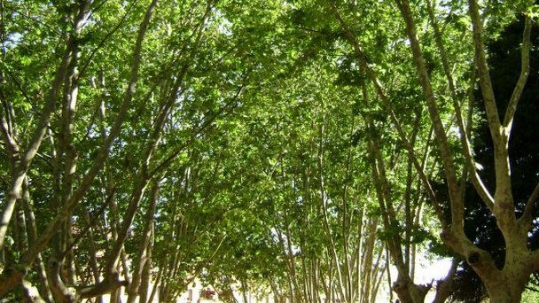 Парк «Далмау» в Коста дель Маресме Парк «Далмау» в Коста дель Маресме