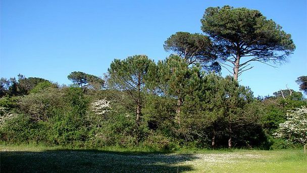 Сосновый лес Классе в Равенне Сосновый лес Классе в Равенне