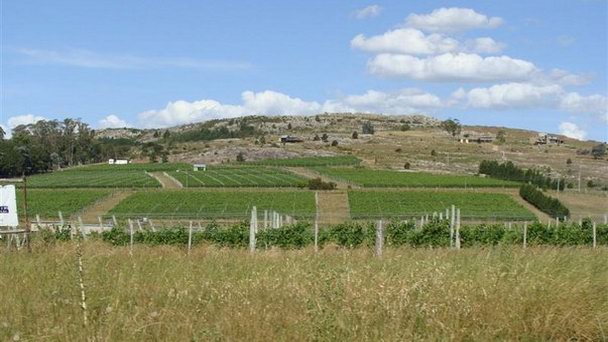 Виноградники Альто-де-Баллена в Пунта-дель-Эсте Виноградники Альто-де-Баллена в Пунта-дель-Эсте