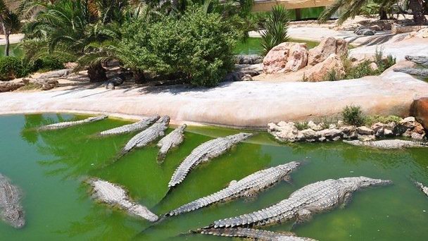 Крокодиловая ферма в Джербе