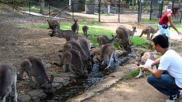 Заповедник Каррамбин на Золотом побережье