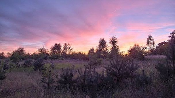 Заповедник Живец-Дзевёнцолистны в Великопольском воеводстве