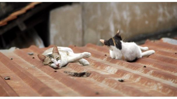 Ресторан КИЕВ в Далате