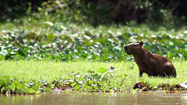Болота Ибера в Посадасе