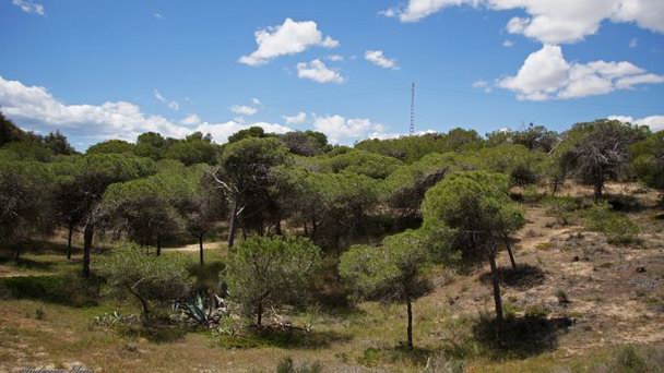 Гвардамарские дюны в Аликанте
