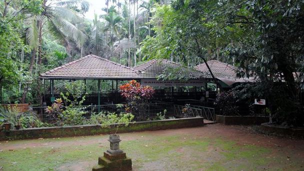 Плантация по выращиванию специй в Гоа