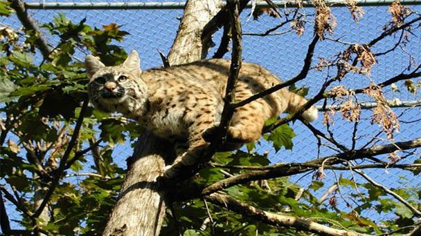 Парк-зоопарк Ривервью в Онтарио