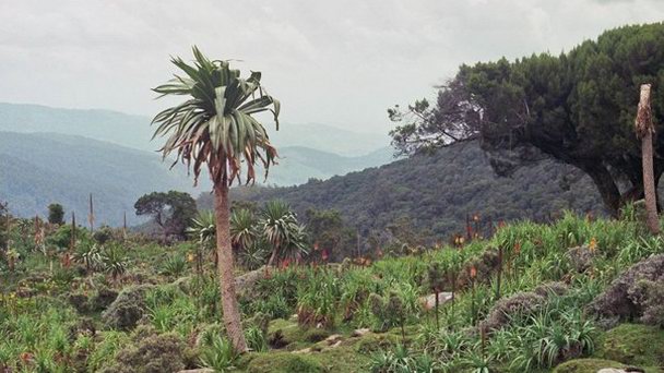 Национальный парк Горы Бале в Аддис-Абебе