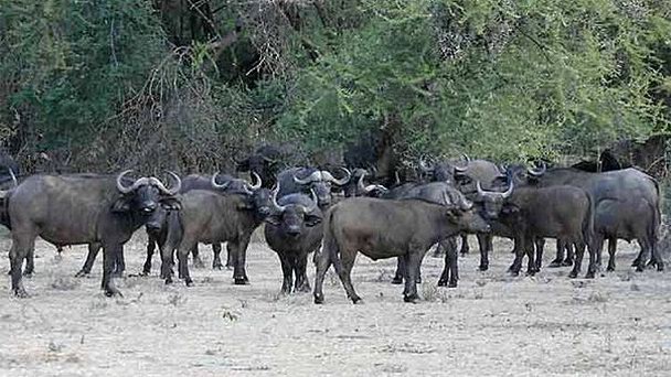 Национальный парк Okomu в Лагосе