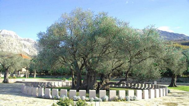 Старая маслина на Барской Ривьере