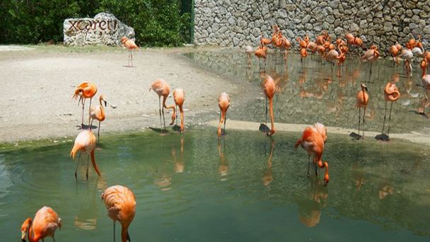 Эко-тематический парк Xcaret на п-ове Юкатан