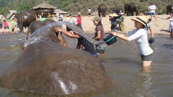 Природный парк слона в Чианг Маи