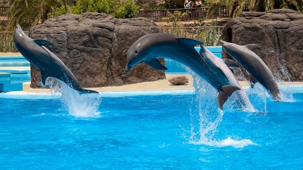 Пальмитос парк на Канарских островах