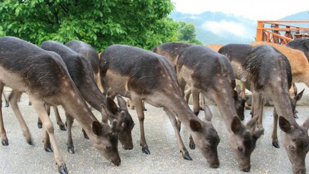 Оленья ферма в Олимьи в Терме Олимия