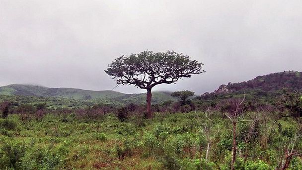 Национальный парк Хлухлуве-Умфолози в Дурбане Национальный парк Хлухлуве-Умфолози в Дурбане