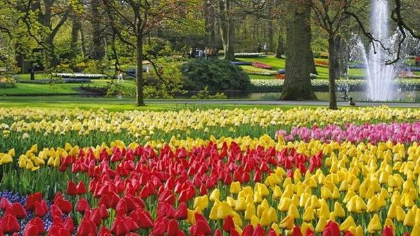 Парк Кекенхоф - царство цветов в Гааге