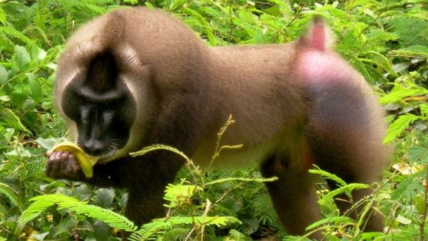 Национальный парк Кросс Ривер в Аква-Ибоме