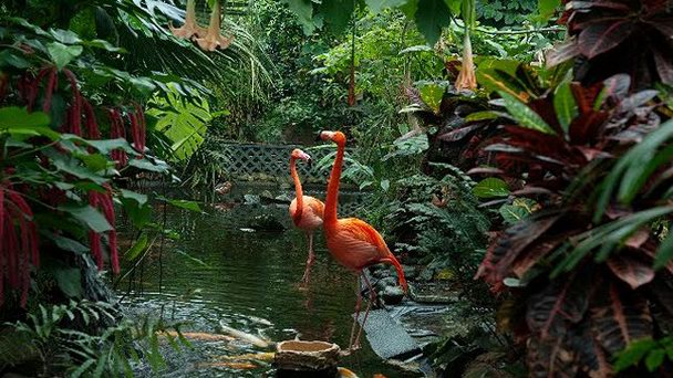 Сад бабочек Виктории в Британской Колумбии Сад бабочек Виктории в Британской Колумбии