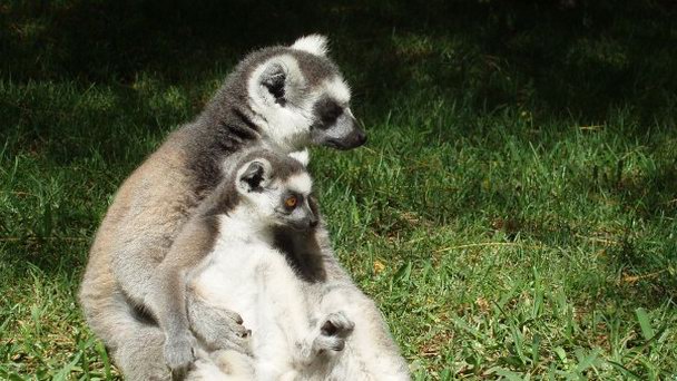 Зоопарк в Фуэнхироле в Коста дель Соль