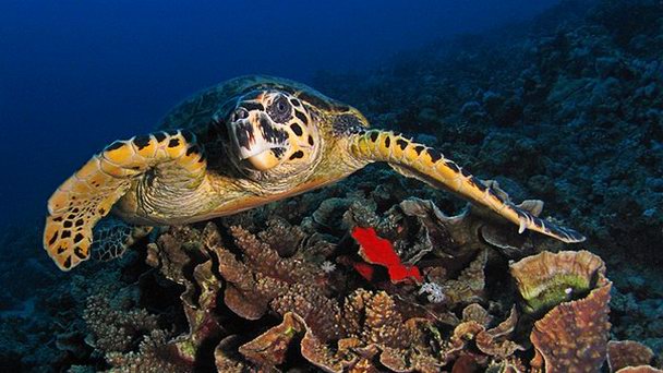 Риф Abu Hashish в Хургаде