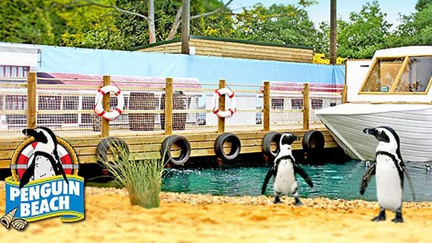 Ферма птиц в Англии Ферма птиц в Англии